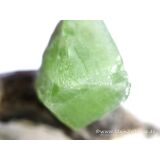 Peridot Kristall- / Rohsteinform Anhänger Silberöse (Olivin / Chrysolith) - Sonderqualität - ca. 3,7 cm x 2 cm x 1,4 cm (GKS)