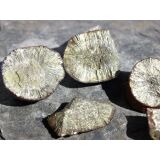 Markasit-Knollen / -Sonnen Rohsteine - Sonderqualität - 2 - 2,7 cm / ca. 20-30 g/St