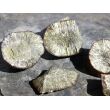 Markasit-Knollen / -Sonnen Rohsteine - Sonderqualität - 2 - 2,7 cm / ca. 20-30 g/St