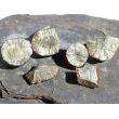 Markasit-Knollen-Teile / -Sonnen-Teile - 4 Rohsteine - Sonderqualität - ca. 38 g