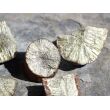Markasit-Knollen-Teile / -Sonnen-Teile - 4 Rohsteine - Sonderqualität - ca. 38 g