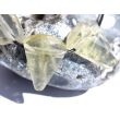 Limonen Citrin (Limoncitrin / Limonenquarz) Schmuckstein facettiert gebohrt - Sonderqualität - Handarbeit - ca. 2,5 - 3 cm / ca. 5-7g/St
