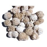Sandrosen gefrostet (Wüstenrosen) - ca. 2 - 2,4 cm