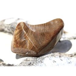 Versteinertes Holz Trommelstein - Sonderqualit�t - ca. 3,7 cm x 2 cm x 1,7 cm (Fairer Handel / GKS)