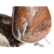 Boulderopal (Edelopal) XXL Trommelstein gebohrt - Rarität - ca. 4 cm x 3 cm x 1,4 cm