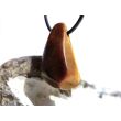 Tigerauge Schmuckstein / Trommelstein gebohrt - schöne Qualität - ca. 3,2 cm x 1,9 cm x 1,4 cm