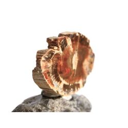 Versteinertes Holz Ast-Querschnitt / Scheibenstein - Sonderqualitt - ca. 3,8 cm x 2,4 cm x 0,7 cm