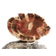 Versteinertes Holz Ast-Querschnitt / Scheibenstein - Sonderqualität - ca. 3,8 cm x 2,4 cm x 0,7 cm