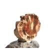 Versteinertes Holz Ast-Querschnitt / Scheibenstein - Sonderqualität - ca. 3,8 cm x 2,4 cm x 0,7 cm