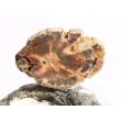 Versteinertes Holz Ast-Querschnitt / Scheibenstein - Sonderqualität - ca. 3,8 cm x 2,4 cm x 0,7 cm