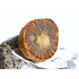 Versteinertes Holz Ast-Querschnitt / Scheibenstein -...