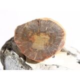 Versteinertes Holz Ast-Querschnitt / Scheibenstein - Sonderqualität - ca. 4 cm x 3,3 cm x 0,8 cm