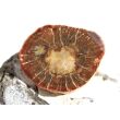 Versteinertes Holz Ast-Querschnitt / Scheibenstein - Sonderqualität - ca. 4 cm x 3,3 cm x 0,8 cm