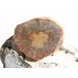 Versteinertes Holz Ast-Querschnitt / Scheibenstein - Sonderqualität - ca. 4 cm x 3,3 cm x 0,8 cm