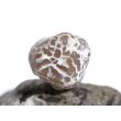Schlangenhautachat Trommelstein - Sonderqualität - ca. 2,4 cm x 2,1 cm  x 2,2 cm (GKS)