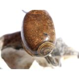 Stromatolith Trommelstein Anhänger Öse - ca. 3,6 cm x 1,7 cm x 1,5 cm - Sonderpreis wg. Makel -