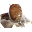 Stromatolith Trommelstein Anhänger Öse - ca. 3,6 cm x 1,7 cm x 1,5 cm - Sonderpreis wg. Makel -