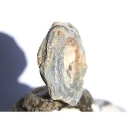 Chalcedon-Rosette Rohstein / Stufe - Sonderqualitt - ca. 4,1 cm x 3,7 cm x 1,1 cm (GKS)