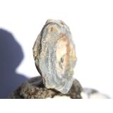 Chalcedon-Rosette Rohstein / Stufe - Sonderqualität...