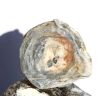 Chalcedon-Rosette Rohstein / Stufe - Sonderqualität - ca. 4,1 cm x 3,7 cm x 1,1 cm (GKS)