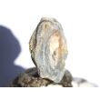 Chalcedon-Rosette Rohstein / Stufe - Sonderqualität - ca. 4,1 cm x 3,7 cm x 1,1 cm (GKS)