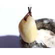 Calcit orange (Orangencalcit) Trommelstein gebohrt - ca. 2,7 cm x 1,9 cm x 1,3 cm