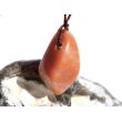 Aprikosencalcit (Calcit apricot) Schmuckstein gebohrt - ca. 3,1 cm x 1,8 cm x 1,4 cm