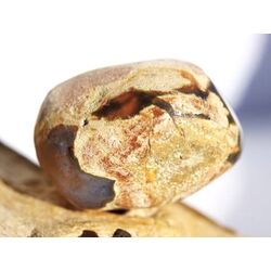 Australischer Amulettstein Trommelstein (Donnerei / Sternachat / Thunderegg) - Sonderqualitt - Raritt - ca. 3,2 cm x 2,3 cm x 2,3 cm
